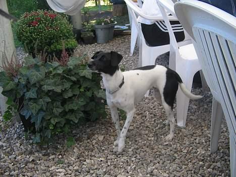 Dansk svensk gaardhund Nanna - Smukke Nanna billede 3