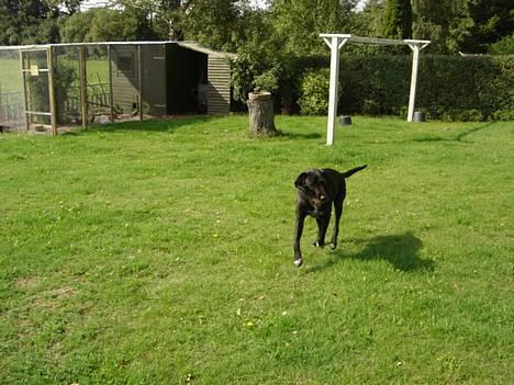 Ruhåret hønsehund Valde - Her kommer jeg, med min dejlige grønne bold billede 3