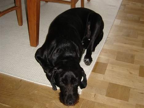 Ruhåret hønsehund Valde - godt med en lille lur billede 4