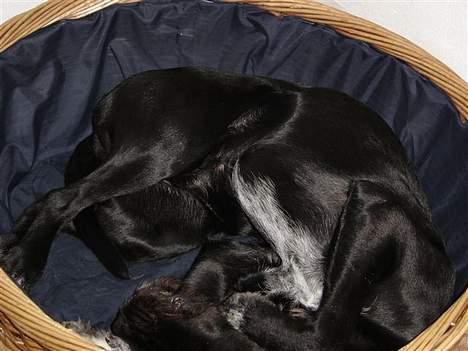 Ruhåret hønsehund Valde - godt med en STOR lur (: billede 5