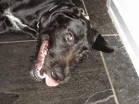 Ruhåret hønsehund Valde - den tur var godt nok lidt hård , men go :) billede 6