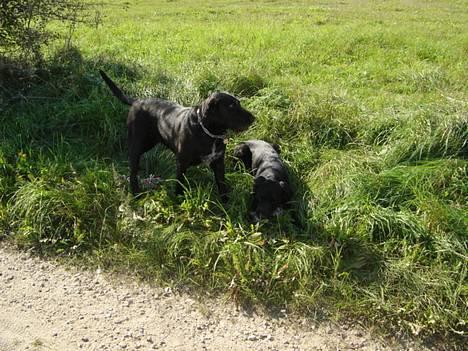 Ruhåret hønsehund Valde - Passer på ham <3  billede 8