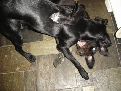 Ruhåret hønsehund Valde - det er bar skønt at der er altid er en der gider at lege ! <3 billede 9