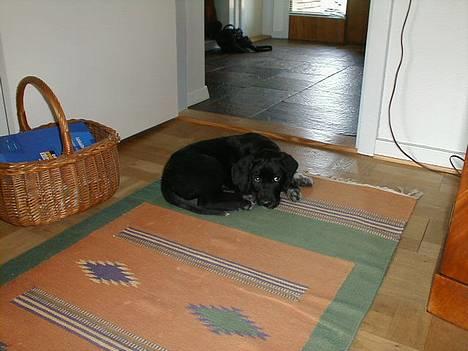Ruhåret hønsehund Valde - Lige da vi havde fået ham <3  billede 10