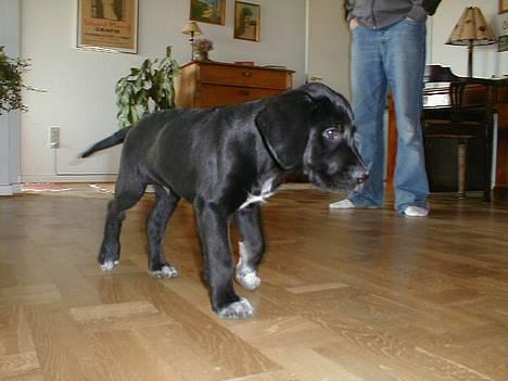 Ruhåret hønsehund Valde - Går lige rundt og undersøger mit nye hjem ,  billede 11