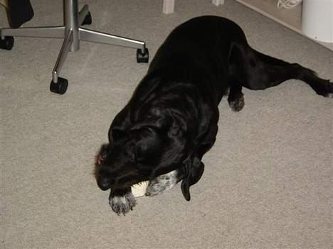 Ruhåret hønsehund Valde - Gnave gnave " billede 13