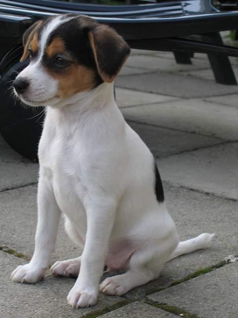 Dansk svensk gaardhund Molly - Jeg vil gerne have fat i Baldos bold.... Så hvis jeg er lidt vaks... billede 3