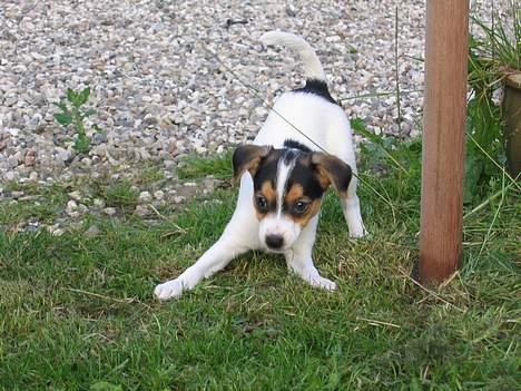 Dansk svensk gaardhund Molly - Jeg spæner rundt på græsset - er der nogen, der kan fange mig? billede 5