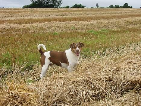 Dansk svensk gaardhund tjalfe billede 11