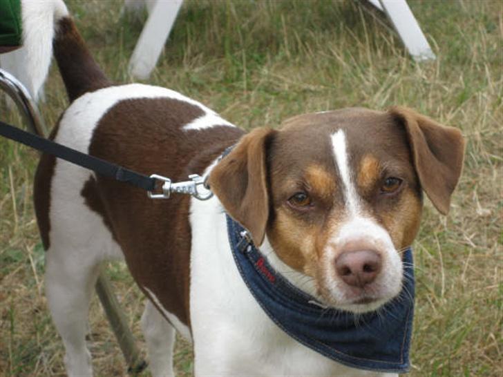 Dansk svensk gaardhund tjalfe - DA JEG,VAR PÅ GL. ESTRUP. billede 12