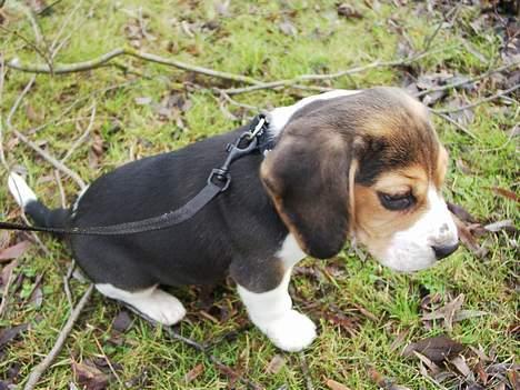 Beagle Nikolaj - Nikolaj ude at gå - ca 10 uger gammel billede 1