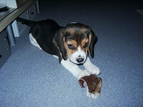 Beagle Nikolaj - Nikolaj med sit første griseøre - nam nam billede 2