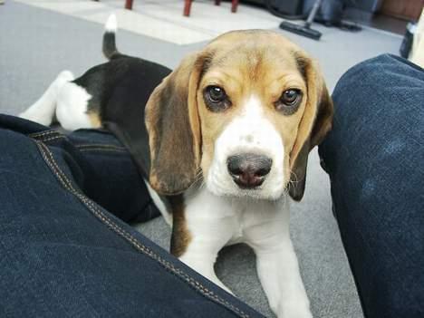 Beagle Nikolaj - Ser jeg ikke sød ud? billede 3