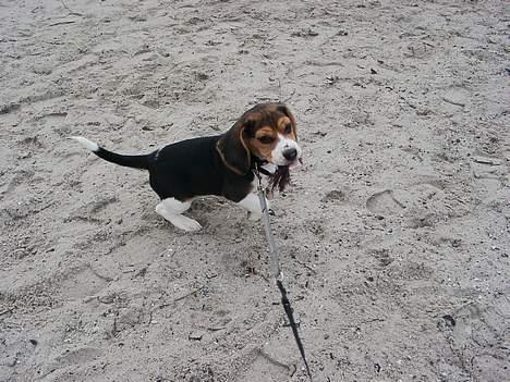 Beagle Nikolaj - Nikolajs første - men ikke sidste strandtur. Han elsker at plaske i vand om sommeren billede 4