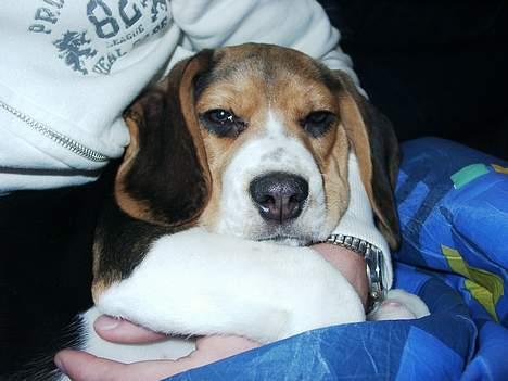 Beagle Nikolaj - En dejlig hyggestund billede 5
