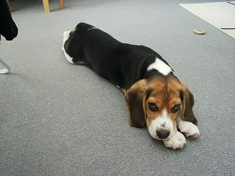 Beagle Nikolaj - Så lang er jeg! billede 6