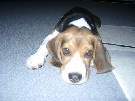 Beagle Nikolaj - Jeg er da ikke til at stå for, vel? billede 7