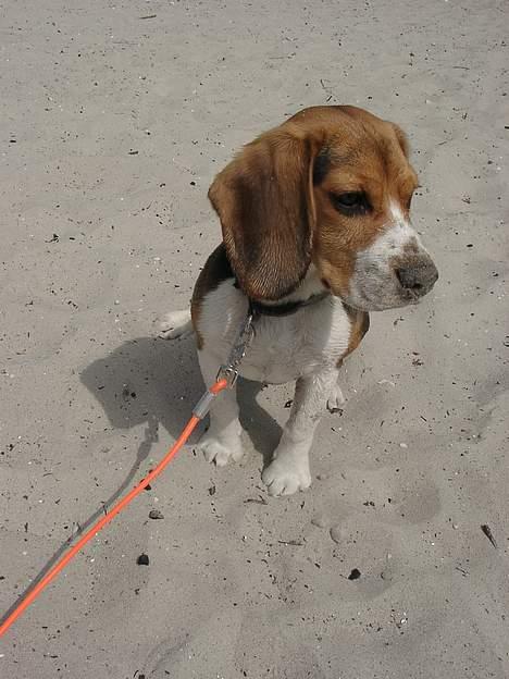 Beagle Nikolaj billede 8