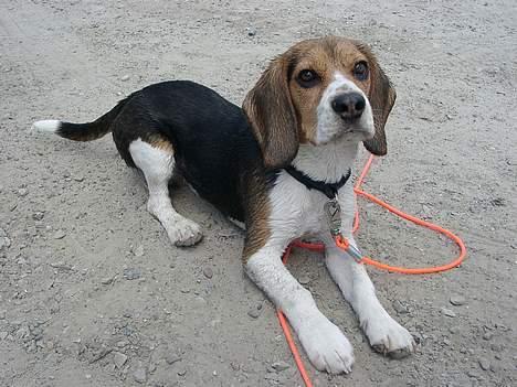 Beagle Nikolaj - Suk, bare jeg ikke skal ligge stille her hele dagen for at soltørre! billede 9