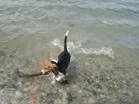 Beagle Nikolaj billede 10