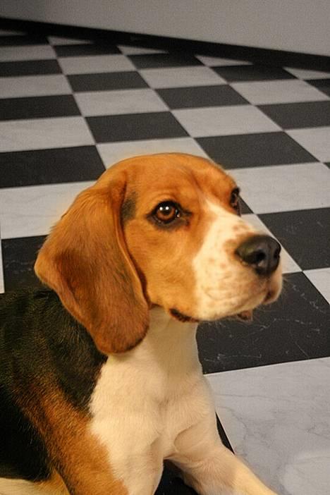 Beagle Nikolaj billede 11