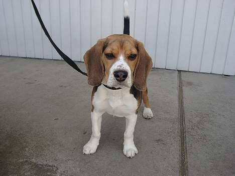 Beagle Nikolaj billede 12