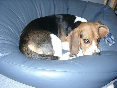 Beagle Nikolaj - Her ligger jeg bare godt. Når jeg ikke må sove i møblerne, må jeg vel lige låne sækkestolen? billede 13