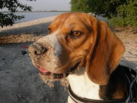 Beagle Nikolaj - ZZZZZZZ billede 14