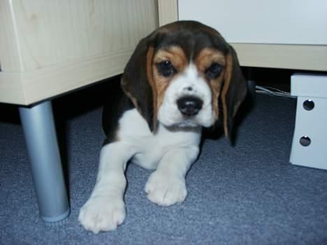 Beagle Nikolaj - Her er jeg, og jeg har ihvertfald ikke været på opdagelse under reolen!! billede 15