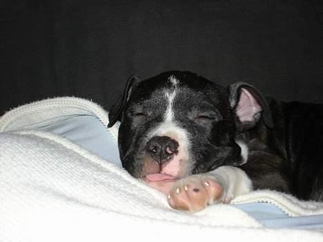 Amerikansk staffordshire terrier Taz.. billede 11