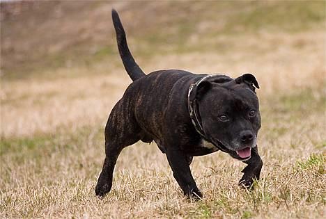 Staffordshire bull terrier R.I.P.: (Engelsk) DKCH, SUCH Taz - Billed taget af TosaFoto - laver lige snigeren, tror du nogen ser mig ??? billede 5