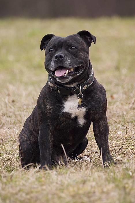 Staffordshire bull terrier R.I.P.: (Engelsk) DKCH, SUCH Taz - Billed taget af TosaFoto - så fint jeg sidder.... billede 6