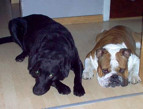 Labrador retriever Scully -  R.I.P - Ihh, jeg gider ikke ham Pumba. billede 5