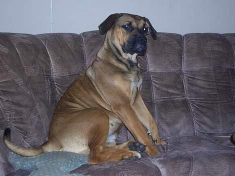 Boerboel Phoebe billede 8