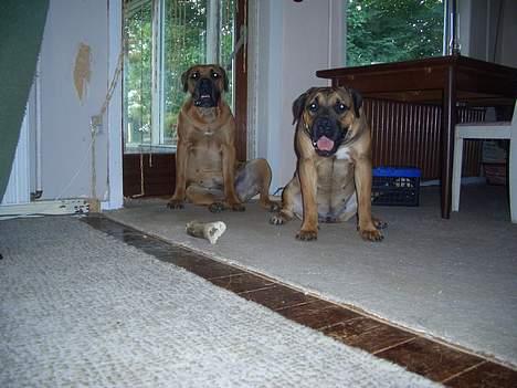 Boerboel Phoebe billede 9