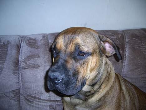 Boerboel Phoebe billede 10