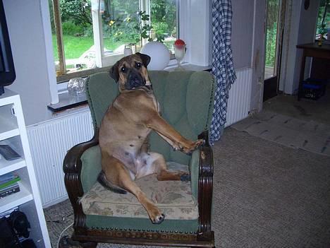 Boerboel Phoebe billede 11