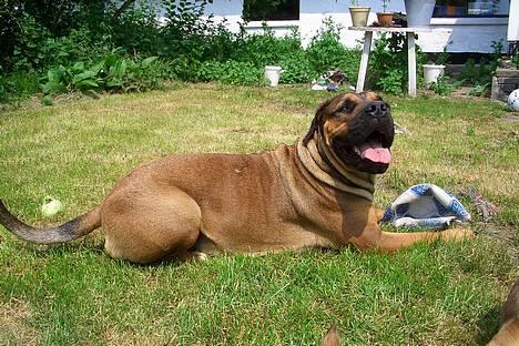 Boerboel Phoebe billede 12
