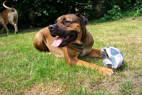 Boerboel Phoebe billede 13