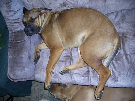 Boerboel Phoebe billede 14
