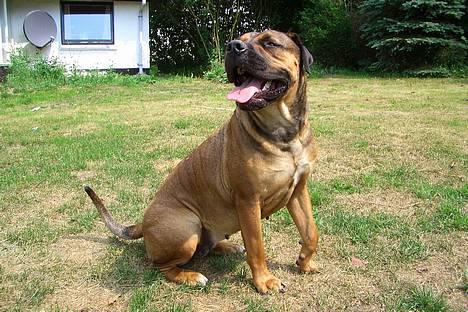 Boerboel Phoebe billede 15