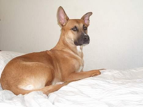 Blanding af racer Kaya - Kaya på sengen billede 1