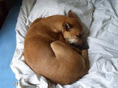 Blanding af racer Kaya - Kaya sover på sengen, hendes yndlings sted billede 2