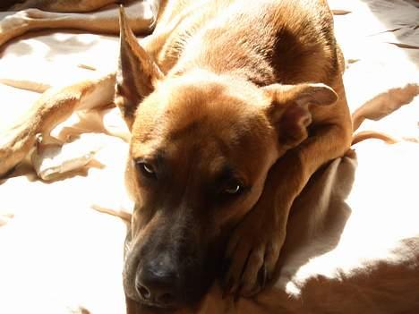 Blanding af racer Kaya - dejligt at ligge i en solstråle billede 3