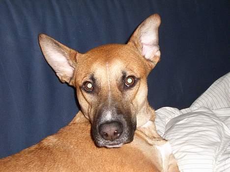 Blanding af racer Kaya - Blev vist overrasket over kameraet billede 4