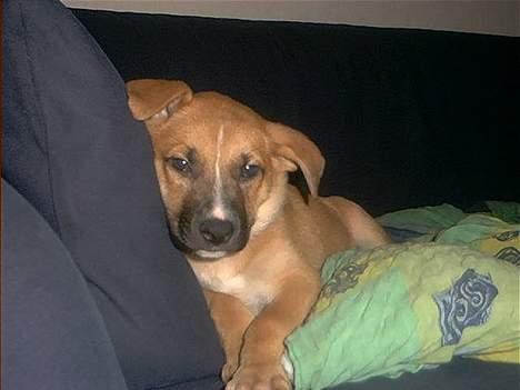 Blanding af racer Kaya - hvalp billede 5