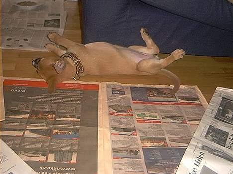 Blanding af racer Kaya - gået i coma! -hvalp billede 6