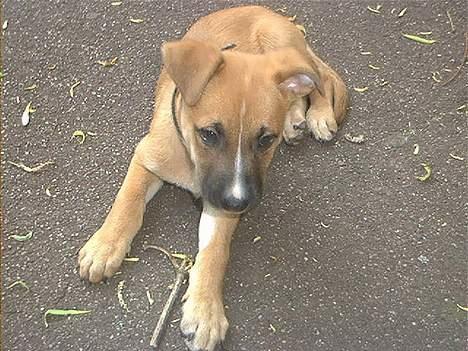 Blanding af racer Kaya - fundet en lille pind! billede 7