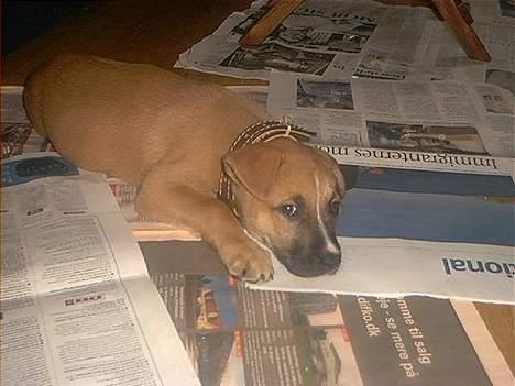 Blanding af racer Kaya - ja det var dengang! billede 8