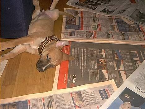 Blanding af racer Kaya - gået i coma2! billede 9